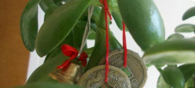 Как сделать денежное дерево своими руками из купюр и монет: пошаговая инструкция
